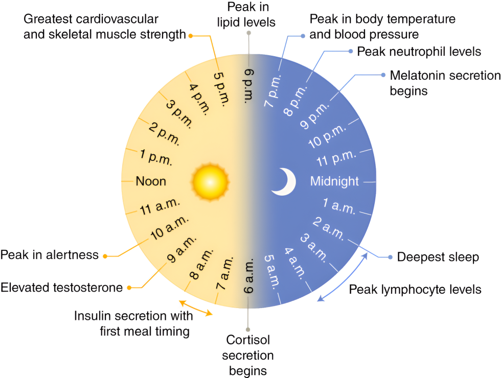Circular chart showing the human circadian rhythm, highlighting key biological events such as cortisol secretion at 6 a.m., peak alertness at 10 a.m., greatest cardiovascular and muscle strength around 5 p.m., melatonin secretion beginning at 9 p.m., and deepest sleep at 2 a.m.