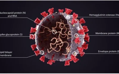 Unraveling the Spike Protein: What Science Now Reveals